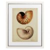 Настенный декор EICHHOLTZ Prints Antique Nautilus set of 2