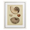 Настенный декор EICHHOLTZ Prints Antique Nautilus set of 2