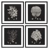 Настенный декор EICHHOLTZ Prints Black & Tan Corals set of 4