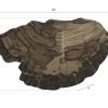 Настенный декор Phillips Collection Cast Petrified Wood Wall Tile