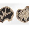 Настенный декор Phillips Collection Floating Petrified Double Slice Wall Art