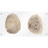 Настенный декор Phillips Collection Floating Petrified Double Slice Wall Art