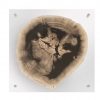 Настенный декор Phillips Collection Floating Petrified Slice Wall Art
