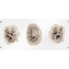 Настенный декор Phillips Collection Floating Petrified Triple Slice Wall Art