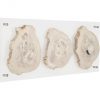 Настенный декор Phillips Collection Floating Petrified Triple Slice Wall Art