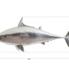 Настенный декор Phillips Collection Mackerel Wall Sculpture Silver