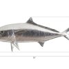 Настенный декор Phillips Collection Yellow Tailed King Fish Wall Sculpture Silver