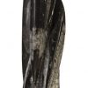 Скульптура Phillips Collection Fossilized Squid Sculpture