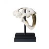 Скульптура Phillips Collection White Saber Tooth Tiger Scull Sculpture